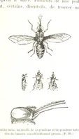 An illustration from A travers le Zanguebar. Voyage ... Par les PP. Baur et Le Roy ... Orné de 45 gravures ... Deuxième édition (1887)
