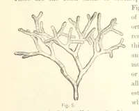 An illustration from Gately's World's Progress. A general history of the earth's construction and of the advancement of mankind ... Edited by C. E. Beale. Édition de luxe (1886)