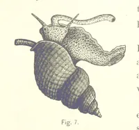 An illustration from Gately's World's Progress. A general history of the earth's construction and of the advancement of mankind ... Edited by C. E. Beale. Édition de luxe (1886)