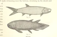 An illustration from Gately's World's Progress. A general history of the earth's construction and of the advancement of mankind ... Edited by C. E. Beale. Édition de luxe (1886)