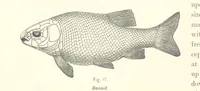 An illustration from Gately's World's Progress. A general history of the earth's construction and of the advancement of mankind ... Edited by C. E. Beale. Édition de luxe (1886)