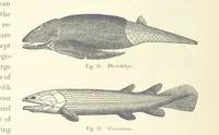 An illustration from Gately's World's Progress. A general history of the earth's construction and of the advancement of mankind ... Edited by C. E. Beale. Édition de luxe (1886)