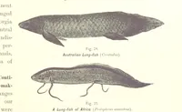 An illustration from Gately's World's Progress. A general history of the earth's construction and of the advancement of mankind ... Edited by C. E. Beale. Édition de luxe (1886)