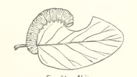 An illustration from Gately's World's Progress. A general history of the earth's construction and of the advancement of mankind ... Edited by C. E. Beale. Édition de luxe (1886)