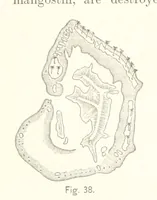 An illustration from Gately's World's Progress. A general history of the earth's construction and of the advancement of mankind ... Edited by C. E. Beale. Édition de luxe (1886)