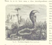 An illustration from Gately's World's Progress. A general history of the earth's construction and of the advancement of mankind ... Edited by C. E. Beale. Édition de luxe (1886)