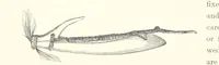 An illustration from Gately's World's Progress. A general history of the earth's construction and of the advancement of mankind ... Edited by C. E. Beale. Édition de luxe (1886)