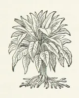 Picture 6 of 10 from Walks about Warrington towards the beginning of the present century, etc (1887), leaf 121
