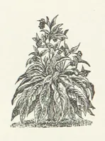 An illustration from Walks about Warrington towards the beginning of the present century, etc (1887)