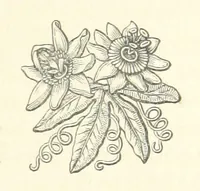 An illustration from The White Wife; with other stories, supernatural, romantic and legendary; collected and illustrated by Cuthbert Bede (1865)