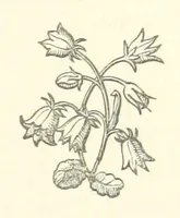 An illustration from The White Wife; with other stories, supernatural, romantic and legendary; collected and illustrated by Cuthbert Bede (1865)