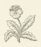 An illustration from The White Wife; with other stories, supernatural, romantic and legendary; collected and illustrated by Cuthbert Bede (1865)