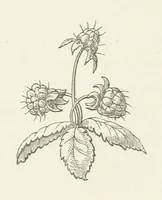 An illustration from The White Wife; with other stories, supernatural, romantic and legendary; collected and illustrated by Cuthbert Bede (1865)