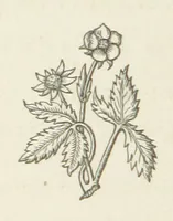 An illustration from The White Wife; with other stories, supernatural, romantic and legendary; collected and illustrated by Cuthbert Bede (1865)