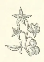 An illustration from The White Wife; with other stories, supernatural, romantic and legendary; collected and illustrated by Cuthbert Bede (1865)