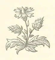 An illustration from The White Wife; with other stories, supernatural, romantic and legendary; collected and illustrated by Cuthbert Bede (1865)