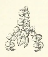 An illustration from The White Wife; with other stories, supernatural, romantic and legendary; collected and illustrated by Cuthbert Bede (1865)