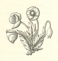 An illustration from The White Wife; with other stories, supernatural, romantic and legendary; collected and illustrated by Cuthbert Bede (1865)