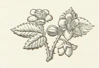 An illustration from The White Wife; with other stories, supernatural, romantic and legendary; collected and illustrated by Cuthbert Bede (1865)