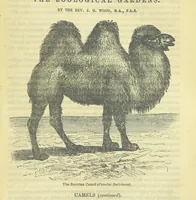 An illustration from Beeton's Brave Tales, Bold Ballads, and Travels and Perils by Land and Sea. Illustrated ... Edited by S. O. Beeton (1872)