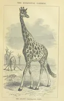 An illustration from Beeton's Brave Tales, Bold Ballads, and Travels and Perils by Land and Sea. Illustrated ... Edited by S. O. Beeton (1872)