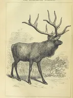 An illustration from Beeton's Brave Tales, Bold Ballads, and Travels and Perils by Land and Sea. Illustrated ... Edited by S. O. Beeton (1872)