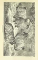 An illustration from Beeton's Brave Tales, Bold Ballads, and Travels and Perils by Land and Sea. Illustrated ... Edited by S. O. Beeton (1872)