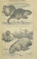 An illustration from Beeton's Brave Tales, Bold Ballads, and Travels and Perils by Land and Sea. Illustrated ... Edited by S. O. Beeton (1872)