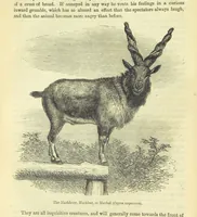 An illustration from Beeton's Brave Tales, Bold Ballads, and Travels and Perils by Land and Sea. Illustrated ... Edited by S. O. Beeton (1872)