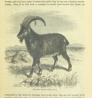 An illustration from Beeton's Brave Tales, Bold Ballads, and Travels and Perils by Land and Sea. Illustrated ... Edited by S. O. Beeton (1872)