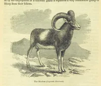 An illustration from Beeton's Brave Tales, Bold Ballads, and Travels and Perils by Land and Sea. Illustrated ... Edited by S. O. Beeton (1872)