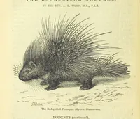 An illustration from Beeton's Brave Tales, Bold Ballads, and Travels and Perils by Land and Sea. Illustrated ... Edited by S. O. Beeton (1872)