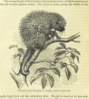 An illustration from Beeton's Brave Tales, Bold Ballads, and Travels and Perils by Land and Sea. Illustrated ... Edited by S. O. Beeton (1872)