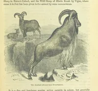 An illustration from Beeton's Brave Tales, Bold Ballads, and Travels and Perils by Land and Sea. Illustrated ... Edited by S. O. Beeton (1872)