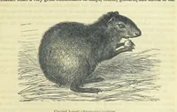 An illustration from Beeton's Brave Tales, Bold Ballads, and Travels and Perils by Land and Sea. Illustrated ... Edited by S. O. Beeton (1872)