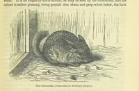 An illustration from Beeton's Brave Tales, Bold Ballads, and Travels and Perils by Land and Sea. Illustrated ... Edited by S. O. Beeton (1872)