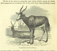 An illustration from Beeton's Historical Romances, Daring Deeds, and Animal Stories. Illustrated, etc (1871)