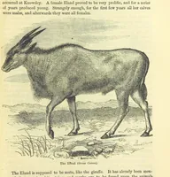 An illustration from Beeton's Historical Romances, Daring Deeds, and Animal Stories. Illustrated, etc (1871)
