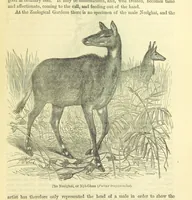 An illustration from Beeton's Historical Romances, Daring Deeds, and Animal Stories. Illustrated, etc (1871)