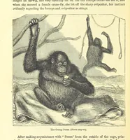 An illustration from Beeton's Historical Romances, Daring Deeds, and Animal Stories. Illustrated, etc (1871)