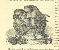 An illustration from Beeton's Historical Romances, Daring Deeds, and Animal Stories. Illustrated, etc (1871)