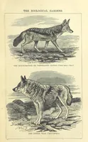 An illustration from Beeton's Historical Romances, Daring Deeds, and Animal Stories. Illustrated, etc (1871)