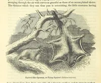 Picture 47 of 233 from Beeton's Historical Romances, Daring Deeds, and Animal Stories. Illustrated, etc (1871), leaf 266