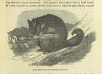 An illustration from Beeton's Historical Romances, Daring Deeds, and Animal Stories. Illustrated, etc (1871)