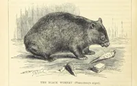 Picture 65 of 233 from Beeton's Historical Romances, Daring Deeds, and Animal Stories. Illustrated, etc (1871), leaf 372