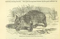 An illustration from Beeton's Historical Romances, Daring Deeds, and Animal Stories. Illustrated, etc (1871)