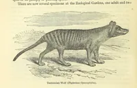 An illustration from Beeton's Historical Romances, Daring Deeds, and Animal Stories. Illustrated, etc (1871)