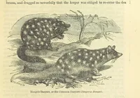 An illustration from Beeton's Historical Romances, Daring Deeds, and Animal Stories. Illustrated, etc (1871)