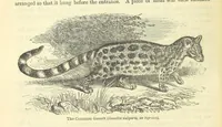An illustration from Beeton's Historical Romances, Daring Deeds, and Animal Stories. Illustrated, etc (1871)
