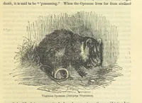An illustration from Beeton's Historical Romances, Daring Deeds, and Animal Stories. Illustrated, etc (1871)